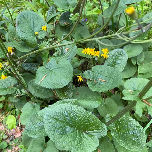 Packera Aurea (Golden Ragwort)