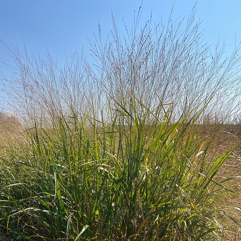 Panicum Virgatum (Switchgrass)
