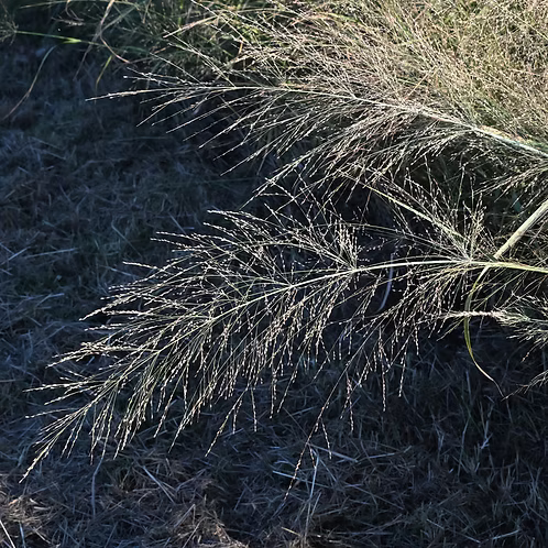 Panicum Virgatum (Switchgrass)