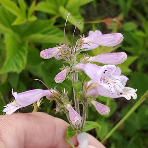 Penstemon Canescens (Eastern Gray Beardtongue)