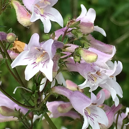 Penstemon Laevigatus (Eastern Smooth Beardtongue)