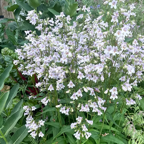 Penstemon Laevigatus (Eastern Smooth Beardtongue)