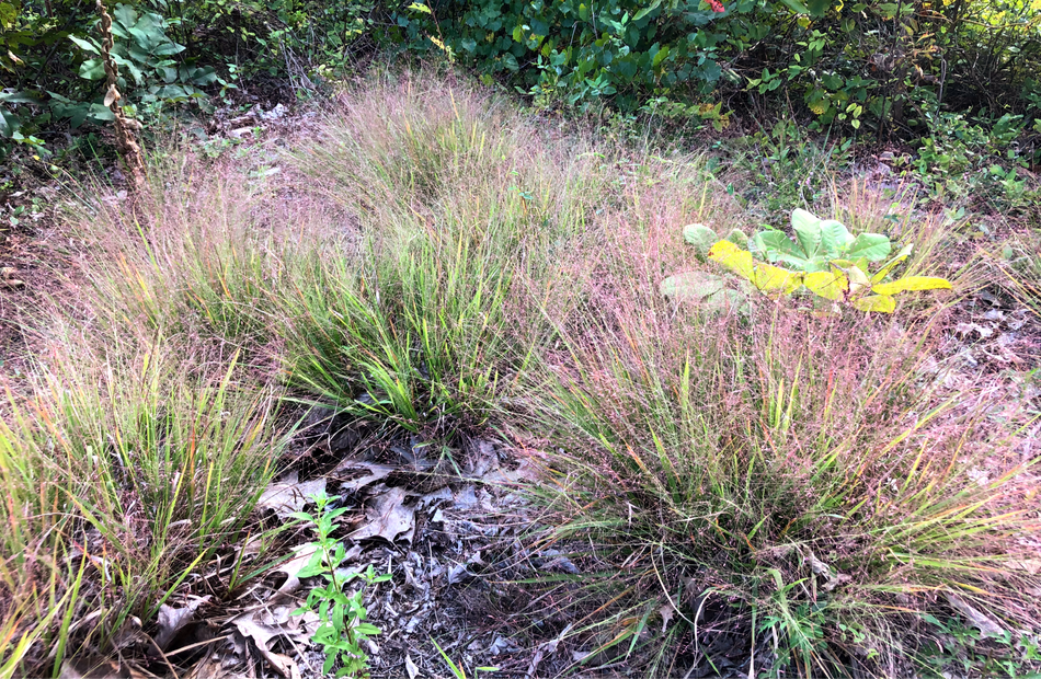Eragrostis Spectabilis (Purple Lovegrass)