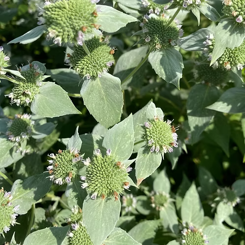 Pycnanthemum Muticum (Clustered Mountain Mint)