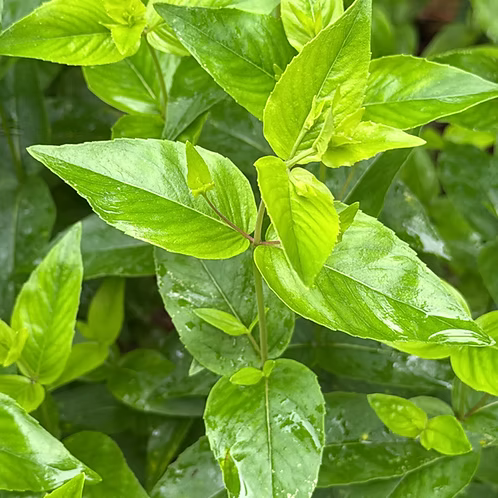 Pycnanthemum Muticum (Clustered Mountain Mint)