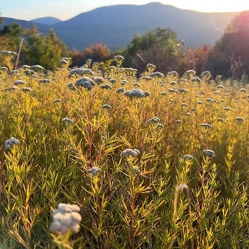 Pycnanthemum Tenuifolium (Narrowleaf Mountain Mint)