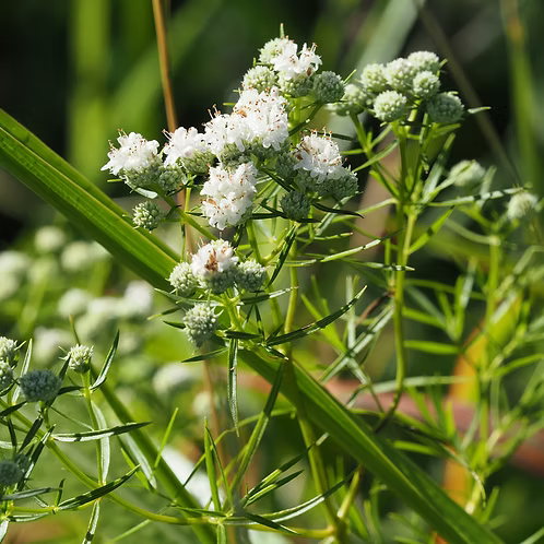 Pycnanthemum Tenuifolium (Narrowleaf Mountain Mint)