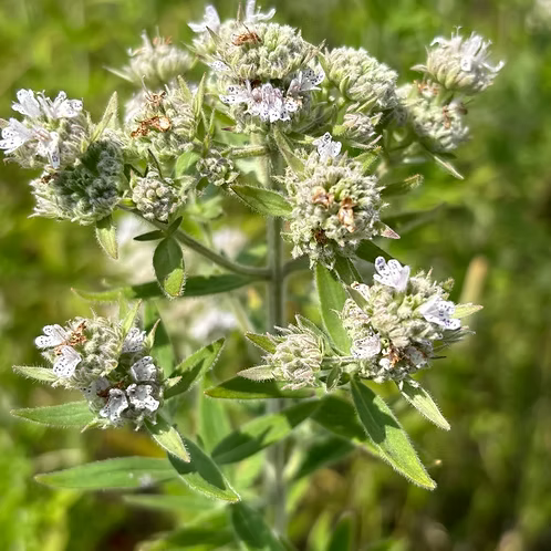Pycnanthemum Verticillatum (Whorled Mountain Mint)