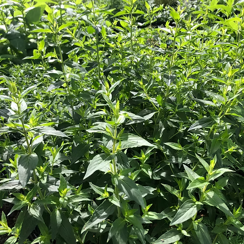 Pycnanthemum Verticillatum (Whorled Mountain Mint)