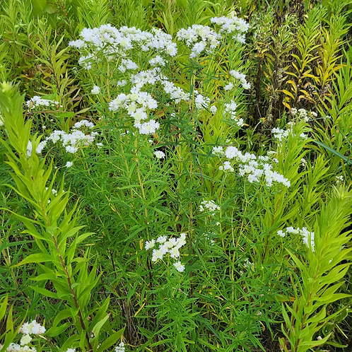 Pycnanthemum Virginianum (Virginia Mountain-Mint)