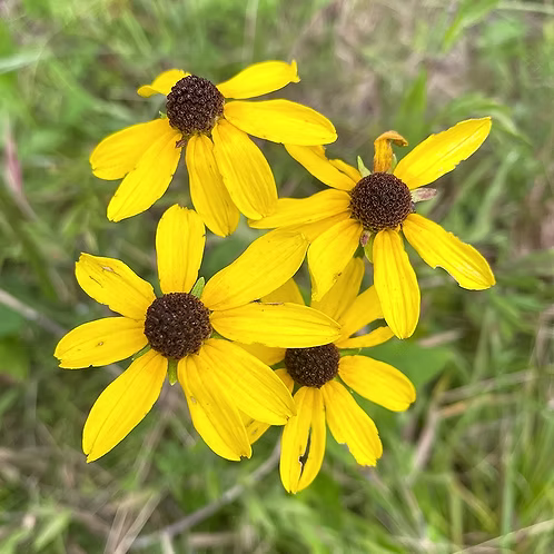 Rudbeckia Heliopsidis (Sunfacing Coneflower)