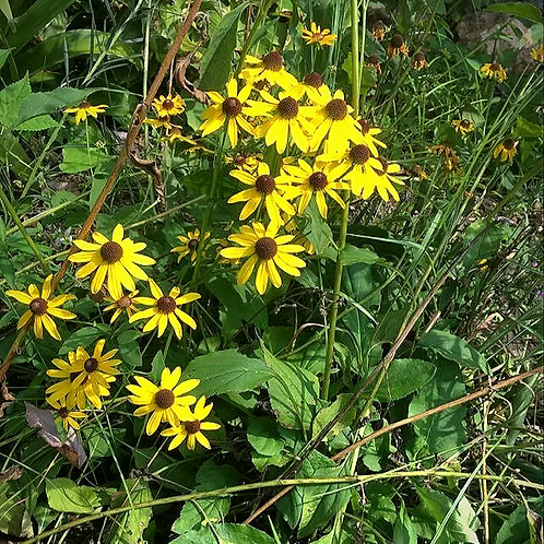 Rudbeckia Heliopsidis (Sunfacing Coneflower)