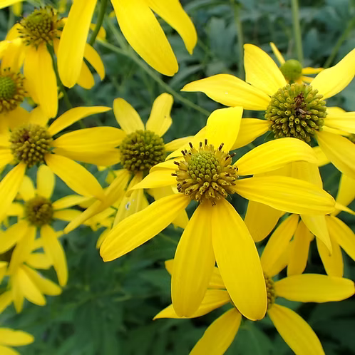 Rudbeckia Laciniata (Cutleaf Coneflower)