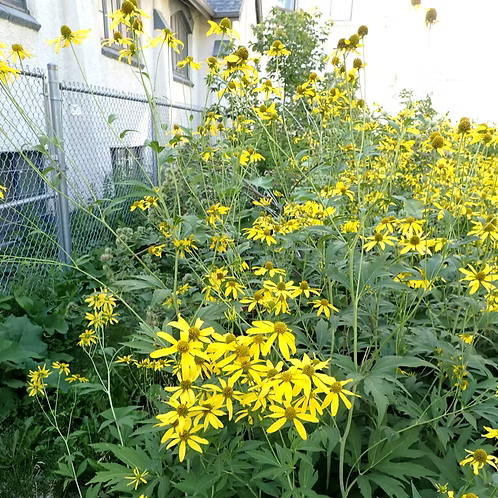 Rudbeckia Laciniata (Cutleaf Coneflower)