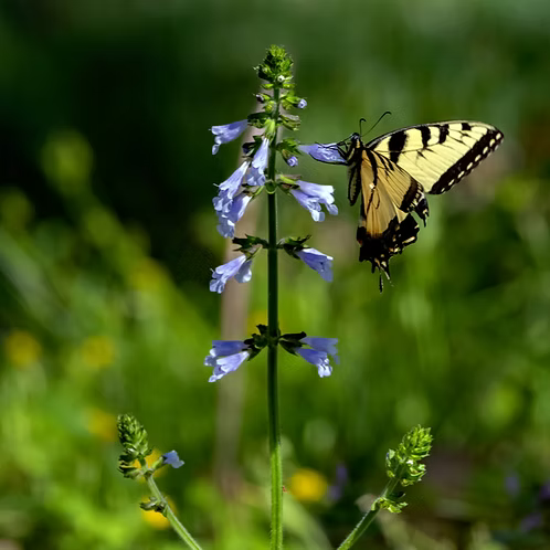 Salvia Lyrata (Lyreleaf Sage)