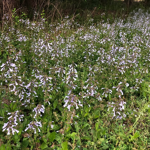 Salvia Lyrata (Lyreleaf Sage)