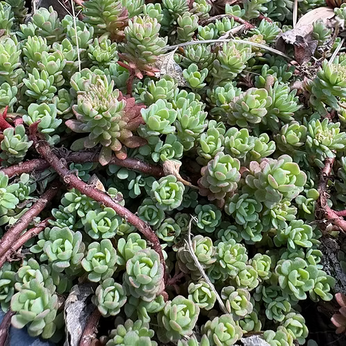 Sedum Glaucophyllum (Cliff Stonecrop)