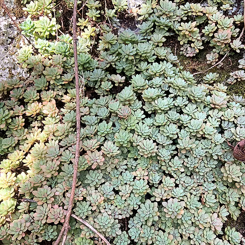 Sedum Glaucophyllum (Cliff Stonecrop)