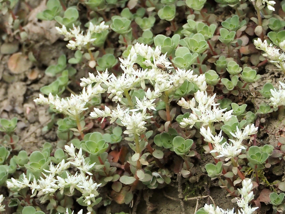 Sedum Ternatum (Woodland Stonecrop)