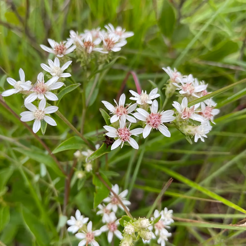 Sericocarpus Asteroides (Toothed Whitetop Aster) Seed Packet