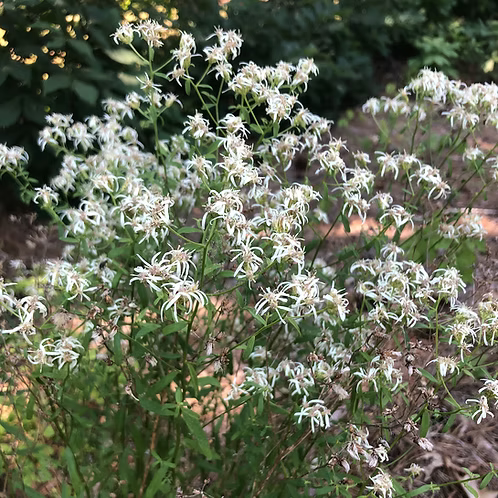 Sericocarpus Linifolius (Narrowleaf Whitetop Aster)