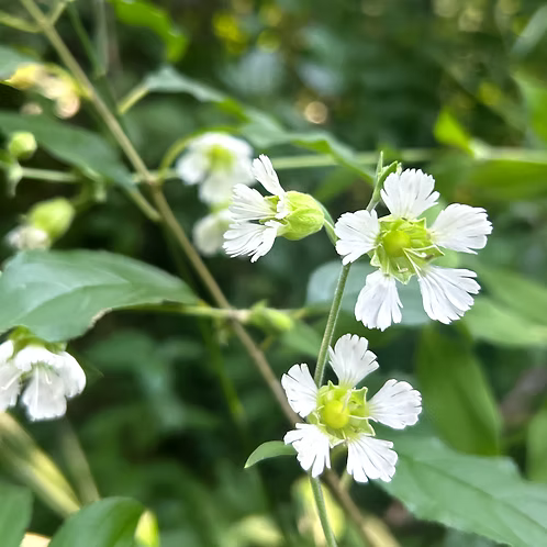 Silene Stellata (Starry Campion)