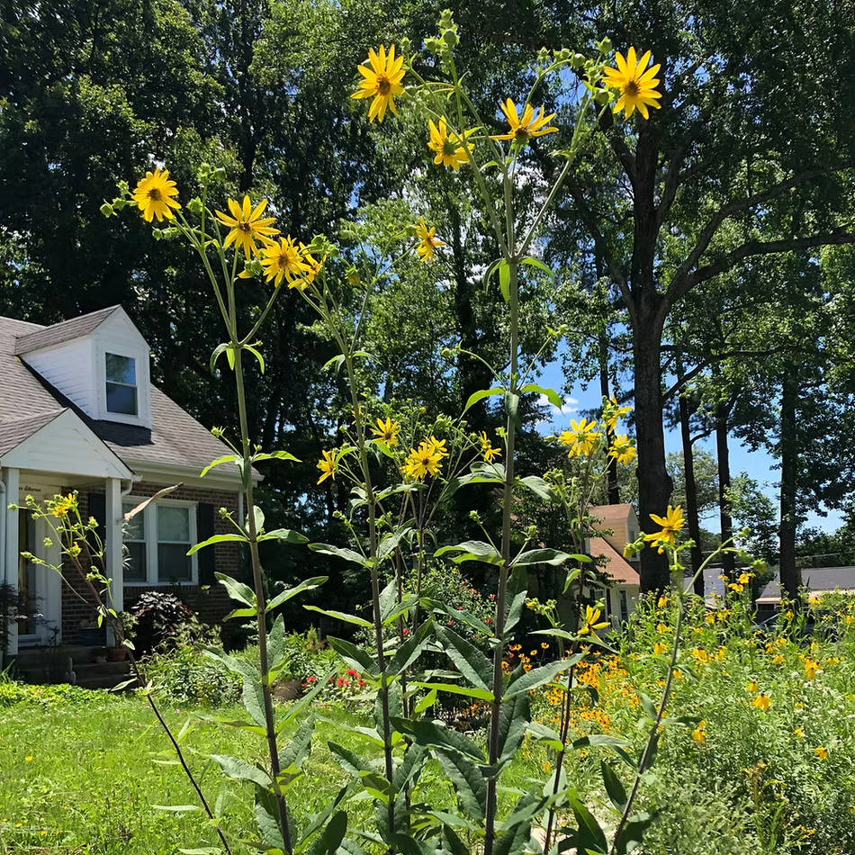 Silphium Asteriscus (Whorled Rosinweed)