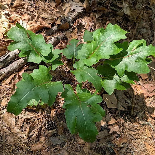 Silphium Compositum (Kidney-Leaf Rosinweed)