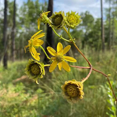 Silphium Compositum (Kidney-Leaf Rosinweed)