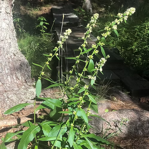 Solidago Bicolor (Silverrod)