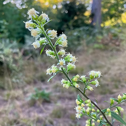 Solidago Bicolor (Silverrod)