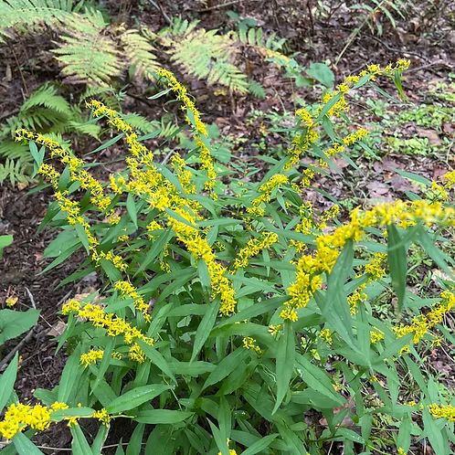 Solidago Caesia (Bluestem Goldenrod)