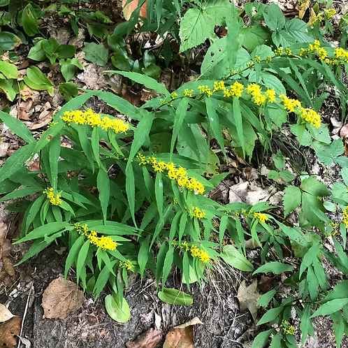 Solidago Caesia (Bluestem Goldenrod)
