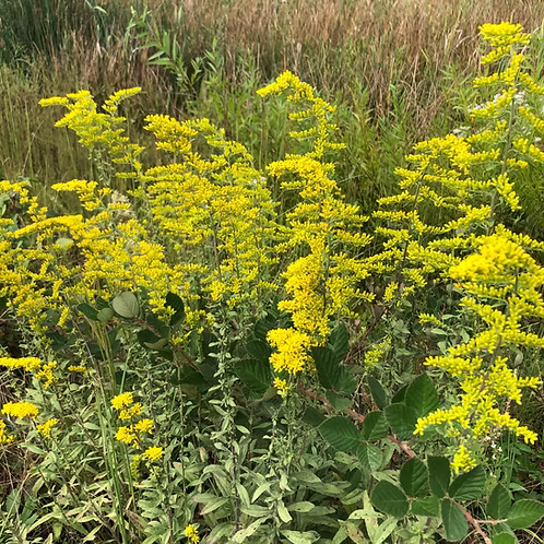 Solidago Nemoralis (Gray Goldenrod)
