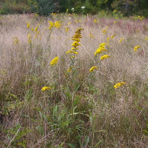 Solidago Nemoralis (Gray Goldenrod)