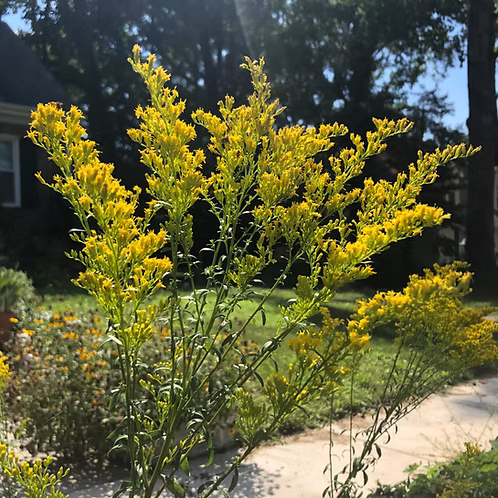 Solidago Pinetorum (Pineywoods Goldenrod)