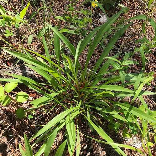 Solidago Pinetorum (Pineywoods Goldenrod)
