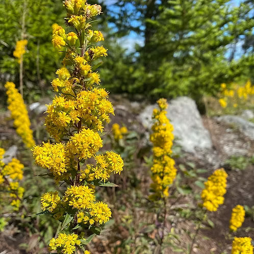 Solidago Puberula (Downy Goldenrod)