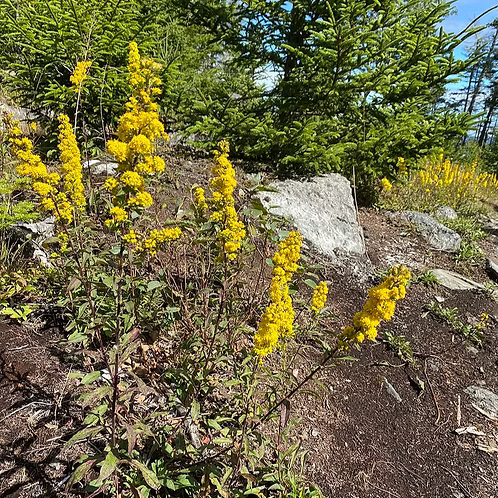 Solidago Puberula (Downy Goldenrod)