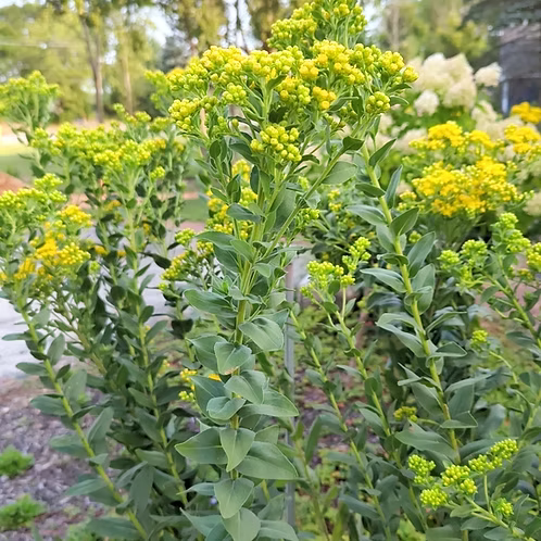 Solidago Rigida (Stiff Goldenrod)