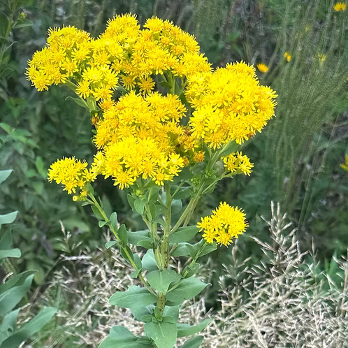 Solidago Rigida (Stiff Goldenrod)