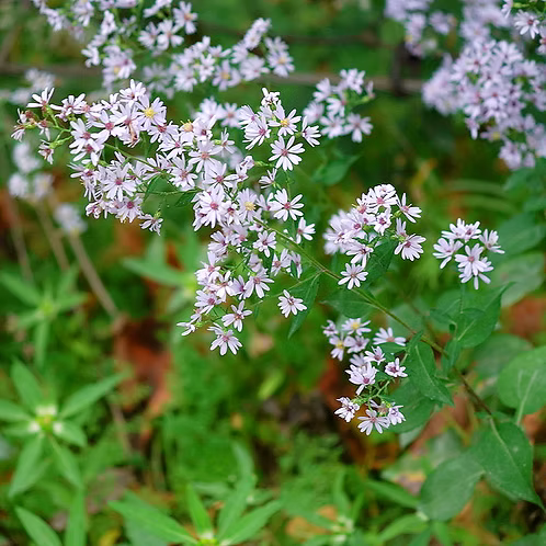 Symphyotrichum Cordifolium (Common Blue Wood-Aster)