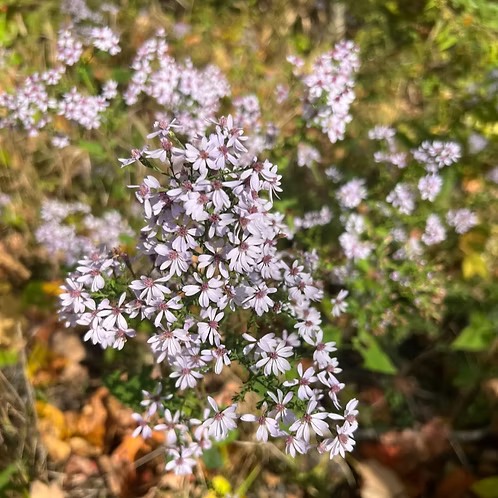Symphyotrichum cordifolium (Common Blue Wood-Aster)