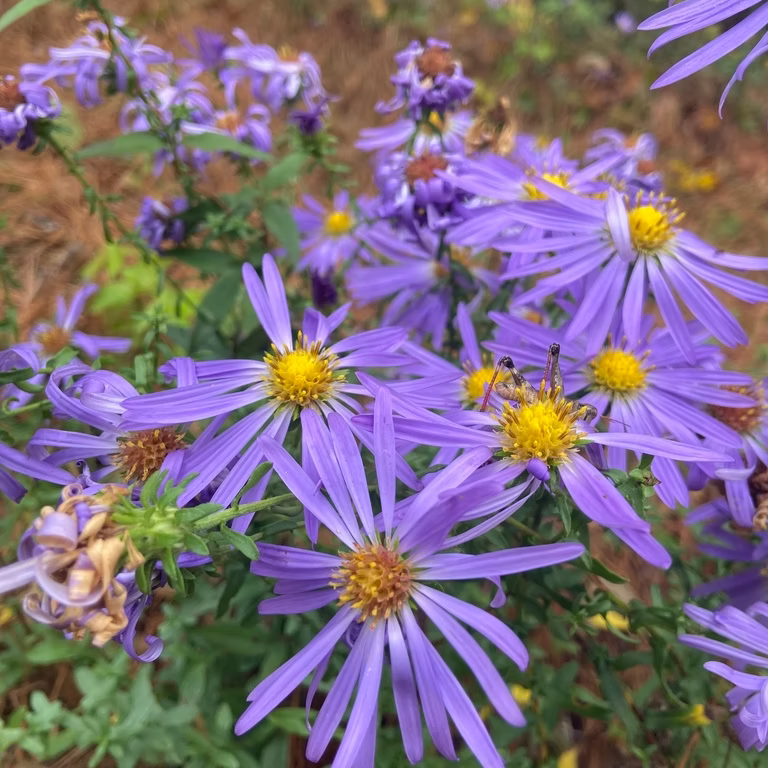 Symphyotrichum Grandiflorum (Largeflower Aster) Seed Packet