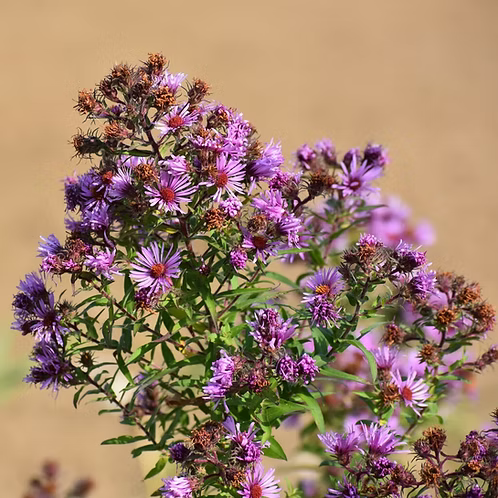 Symphyotrichum Novae-Angliae (New England Aster)