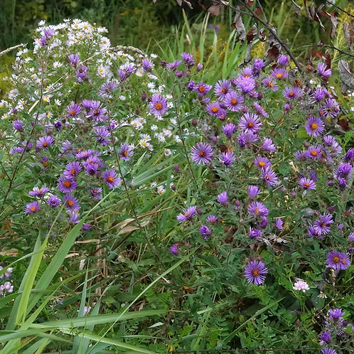 Symphyotrichum Novae-Angliae (New England Aster)