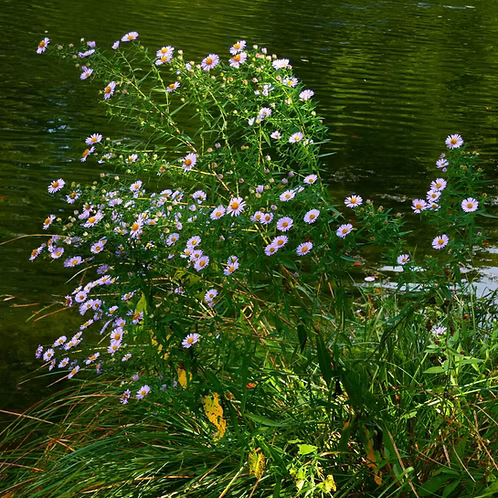 Symphyotrichum Novi-Belgii (New York Aster)