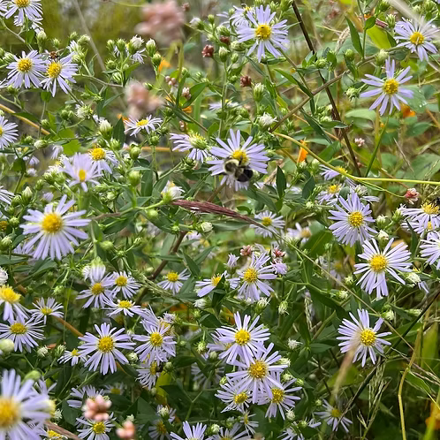 Symphyotrichum Novi-Belgii (New York Aster)