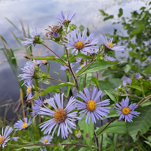 Symphyotrichum Puniceum (Purplestem Aster)