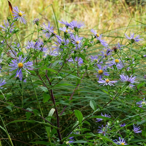 Symphyotrichum Puniceum (Purplestem Aster)
